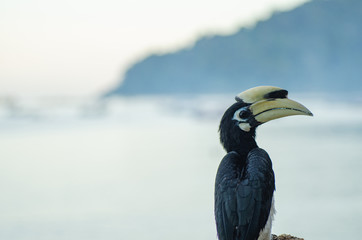 Oriental hornbill (Anthracoceros albirostris) freely live in nature is one of an attraction at Pangkor Island, Malaysia