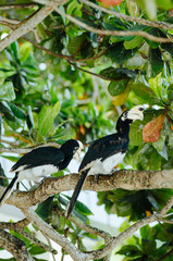 Oriental hornbill (Anthracoceros albirostris) freely live in nature is one of an attraction at Pangkor Island, Malaysia