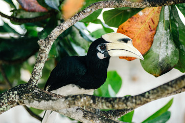 Obraz premium Oriental hornbill (Anthracoceros albirostris) freely live in nature is one of an attraction at Pangkor Island, Malaysia
