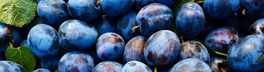 Blue blue plum next to each other, plums.