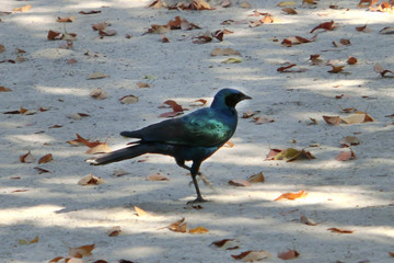 Lamprotornis australis