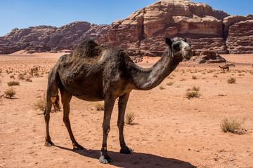 Wadi Rum Jordan, Roaming Camels 