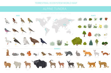 Fototapeta Apine tundra biome, natural region infographic. Terrestrial ecosystem world map. Animals, birds and plants design set obraz