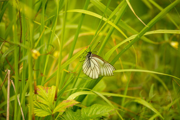 Butterfly on a flower