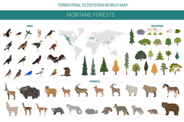 Fototapeta premium Montane forest biome, natural region infographic. Terrestrial ecosystem world map. Animals, birds and vegetations ecosystem design set