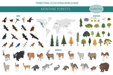 Montane forest biome, natural region infographic. Isometric version. Terrestrial ecosystem world map. Animals, birds and vegetations ecosystem design set © a7880ss