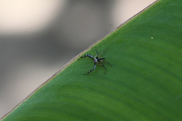 Phintella versicolor Sri Lanka