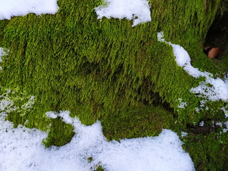 Moss on a tree with snow in winter.