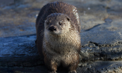 otter in nature during winter