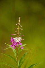 Butterfly on a flower