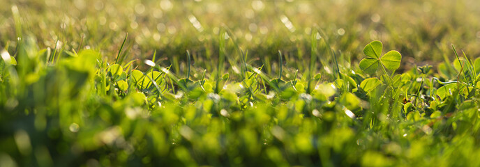 Fresh juicy young grass in morning dew