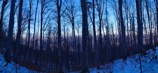 Panorama of trees in the forest in winter when the trees are free of leaves.