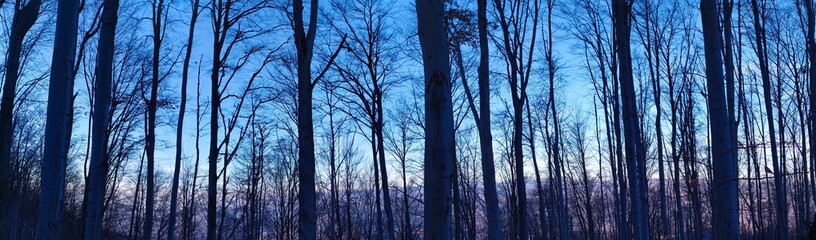 Panorama of trees in the forest in winter when the trees are free of leaves.