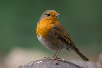 Robin perched on a log in the woods.