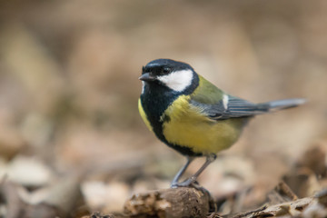 Great tit perched on a log in the forest.