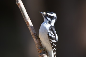 Downy Woodpecker female bird