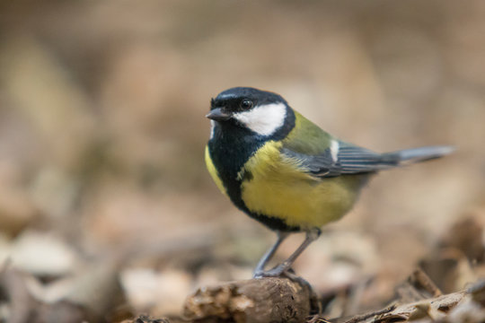 Great tit perched on a log in the forest.