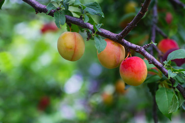 Cherry plum or Myrobalan Prunus cerasifera Yellow ripe drupe, stone-fruit of on branches of tree in summer. Orchards during harvest of fruits.