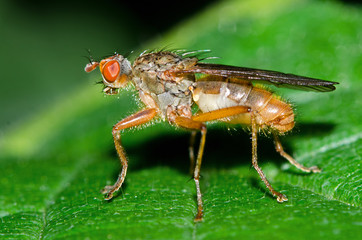 Fototapeta na wymiar Dung fly on a leaf