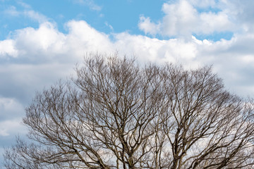 裸の樹と白い雲と青空