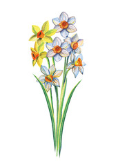 Watercolor bouquet of yellow and white daffodils. Watercolor illustration Isolated on a white background.