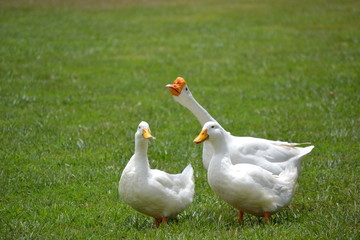 Goose and ducks on a grass field