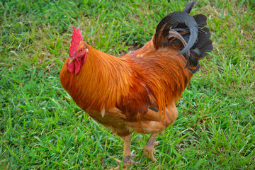 A chicken on the green grass