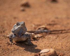 Obraz premium Lizard Face