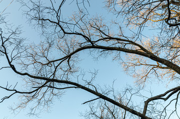 background with tree branches against the blue sky