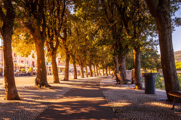 The shaded avenue of trees at Conero Terrace in golden summer sunlight, Sirolo, Ancona, Italy