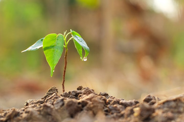 Small sapling of green tree on the ground with the water dripping from the leaves and blurred background with the warm light in the morning close-up.
