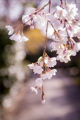 Obraz premium 枝垂桜の花