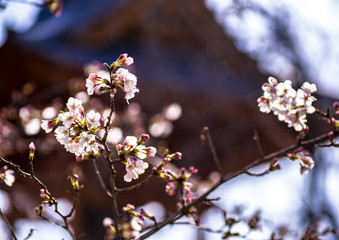 鐘楼を背景にした枝垂桜の花