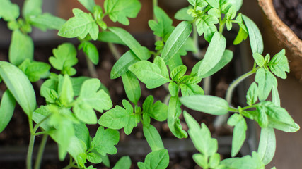 Young green tomato sprouts close up, seedlings tomato plants