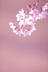 Fototapeta na wymiar 背景をぼかしたソメイヨシノの花