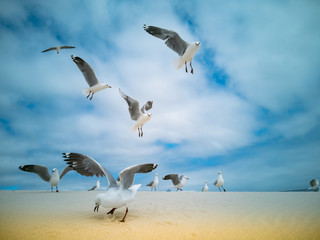 Seagulls flying over beach Africa Cape Town Table Mountain in background