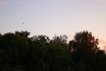 Sunset with trees and birds