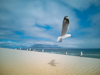 Seagulls flying over beach Africa Cape Town Table Mountain in background