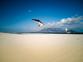 Seagulls flying over beach Africa Cape Town Table Mountain in background