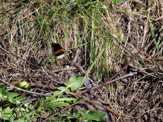 Hummel