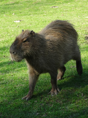 capybara vue de face