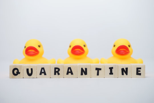 Yellow rubber ducks with quarantine word written on wood block isolated over white background. Virus outbreak prevention using unique rubber duck concept.  - Powered by Adobe