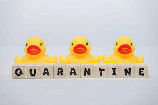 Yellow rubber ducks with quarantine word written on wood block isolated over white background. Virus outbreak prevention using unique rubber duck concept. 