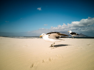 Seagulls flying over beach Africa Cape Town Table Mountain in background