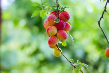 Cherry plum or Myrobalan Prunus cerasifera Yellow ripe drupe, stone-fruit of on branches of tree in summer. Orchards during harvest of fruits.