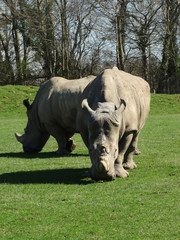 Obraz premium Rhinocéros en plaine