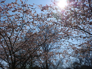 Kirschblüte mit Sonne