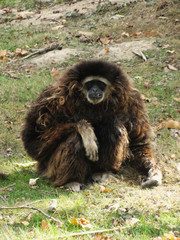 singe assis vue de face