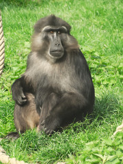singe assis plan de face