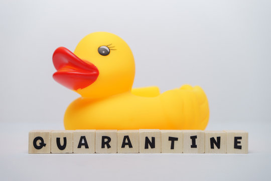 Yellow rubber ducks with quarantine word written on wood block isolated over white background. Virus outbreak prevention using unique rubber duck concept. 